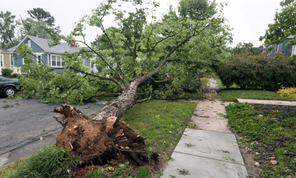 Storm damage uproots a tree in McKinney, TX