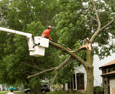 Tree service experts removing a limb after storm damage