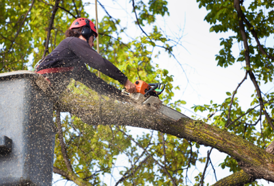Professional tree service expert inside a crane using a chainsaw to trim a branch from a large tree