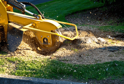 Specialized tree stump grinding machine grinding an embedded large tree stump in the ground