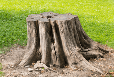 Large tree stump protruding from the ground