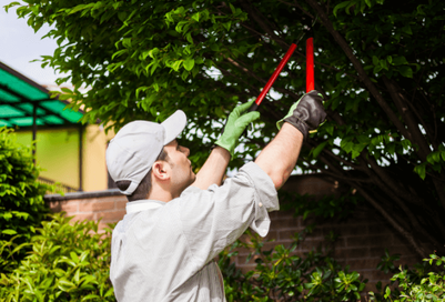 Arborist using pruning shears to prune branches on a tree