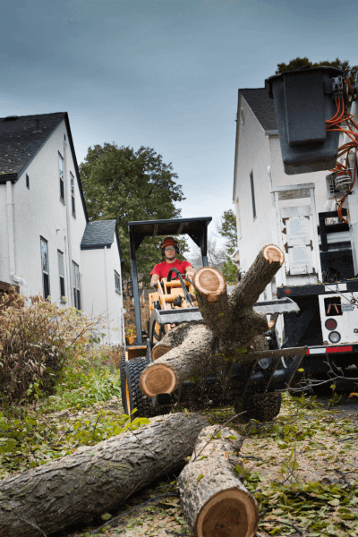 Tree removal experts hauling limbs from a removed tree with a skid steer