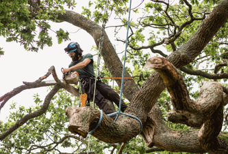 Professional arborist using a ropes and a chainsaw to trim a large live oak tree