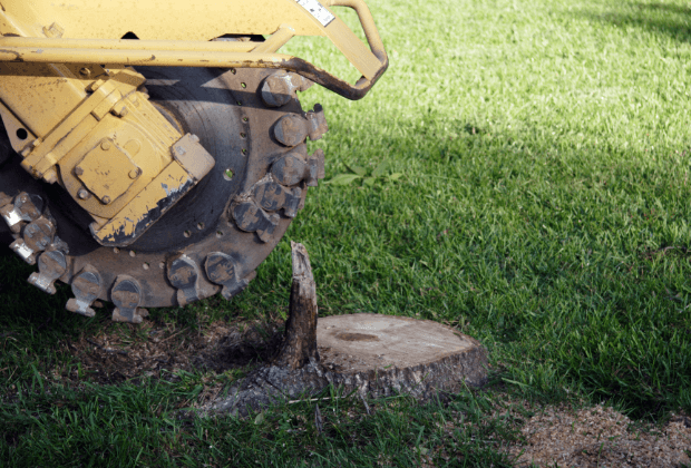 Advanced tree stump removal machine ready to remove a backyard tree stump