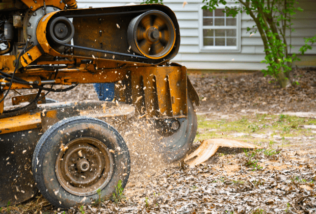 Stump grinding machine actively grinding a tree stump in a front yard