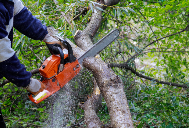 Arborist with a chainsaw trimming a limb from a tree