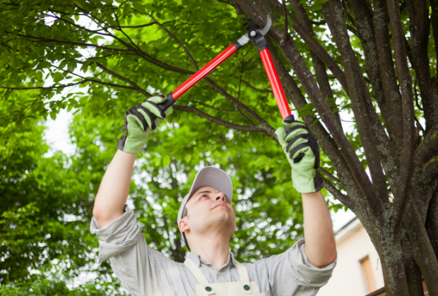 Tree service expert using tree trimming shears to prune a branch from a tree