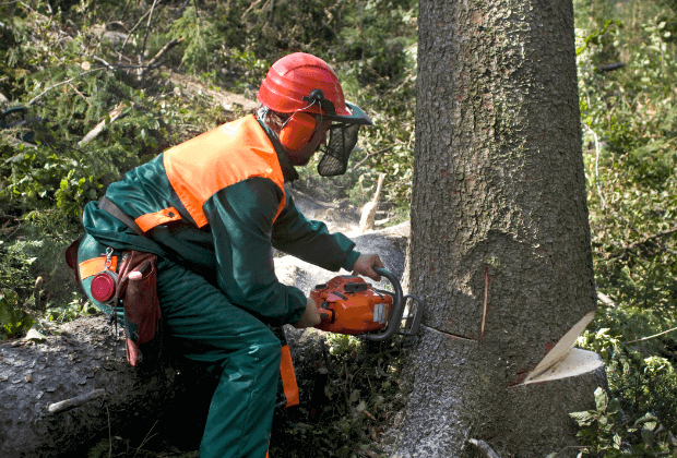 Tree removal using a chainsaw