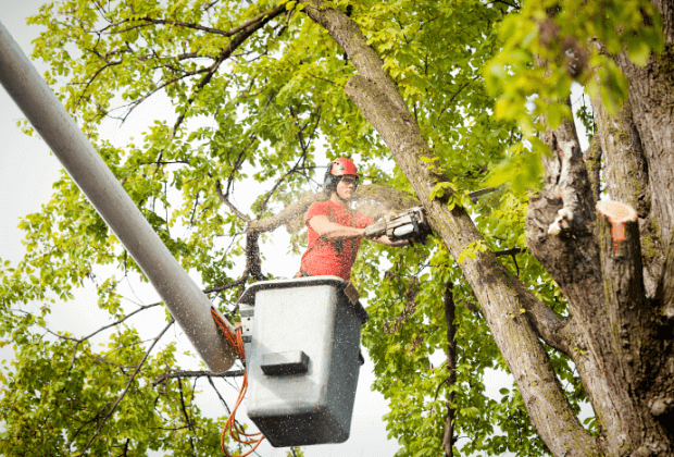 Tree trimmer removing a limb from a large maple tree